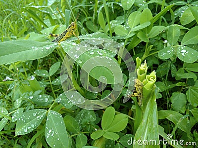two grasshoppers on a small tree with a little rain Stock Photo