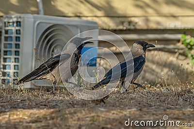 Two Gray Crows in an Urban Scenery Stock Photo