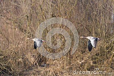 Two gray geese anser anser flying with trees Stock Photo