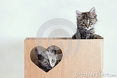 Two gray little kittens playing in a brown box Stock Photo