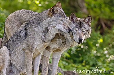 Gray Wolves beside each other. Stock Photo