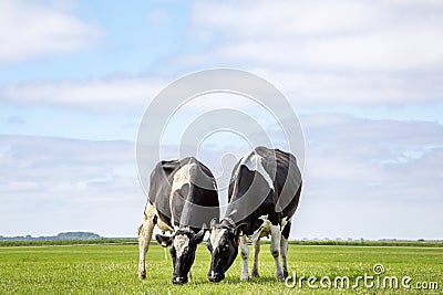 Two grazing black and white cows, their heads side by side in a pasture under a blue sky and a faraway straight horizon Stock Photo