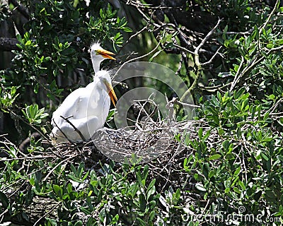 Two great egrets Stock Photo