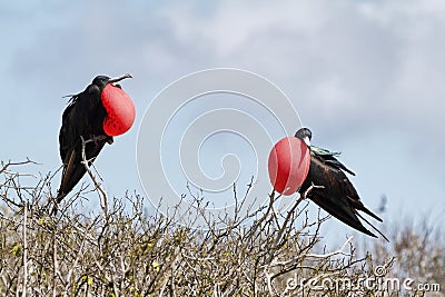 Two great Frigate Birds Stock Photo