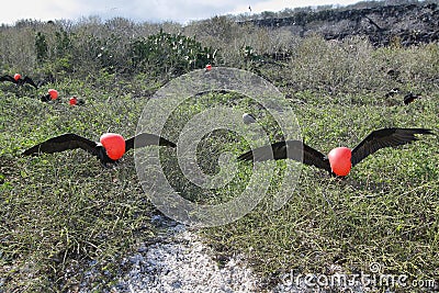 Two great Frigate Birds Stock Photo