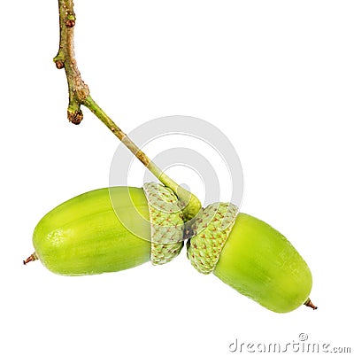 Two green acorns isolated on white Stock Photo