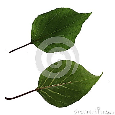 Two green apricot leaves isolated on white background, top and bottom side view Stock Photo
