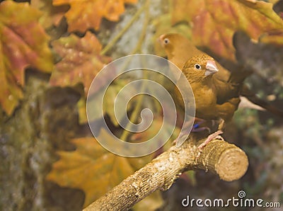 Two green birds on the bough Stock Photo