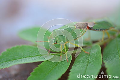 Two green bugs pairing Stock Photo