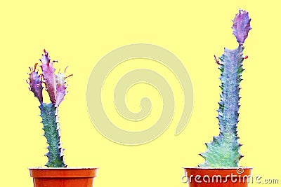 Two green cactus Stock Photo