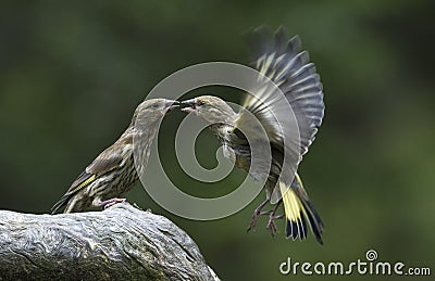 Two green finches Stock Photo