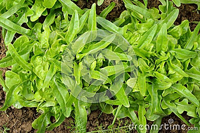 Two green, fresh oakleaf lettuce. Stock Photo