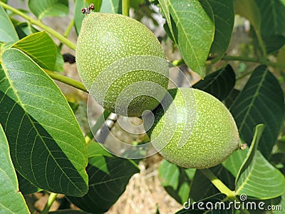 two green immature walnuts on a tree Stock Photo