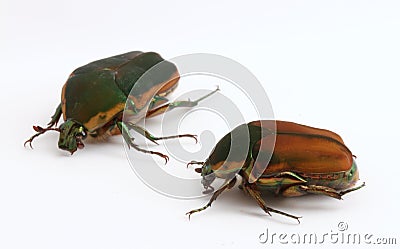 Two Green June Beetles (Cotinis nitida) Stock Photo