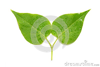Two green lilac leaves. Stock Photo
