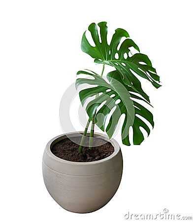 Two green monstera plant leaves with stalk in clay pot, the evergreen vine isolated on white background, clipping path Stock Photo