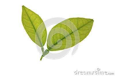 Two green orange tree leaves isolated over white Stock Photo