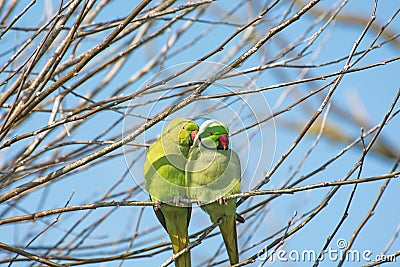Two Green Ring knecked Parakeets cuddled together on branch Stock Photo
