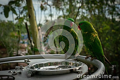 Green Scaly-breasted lorikeet parrot perched near a metal plate Stock Photo