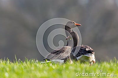 Two grey gooses (Anser anser) in the green meadow Stock Photo