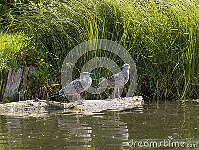 Two grey seagulls Stock Photo