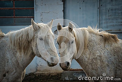 Two grey or white horses in a farmyard Stock Photo