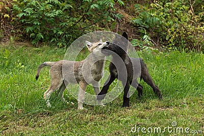 Two Grey Wolf Pups (Canis lupus) Muzzle Grasp Stock Photo