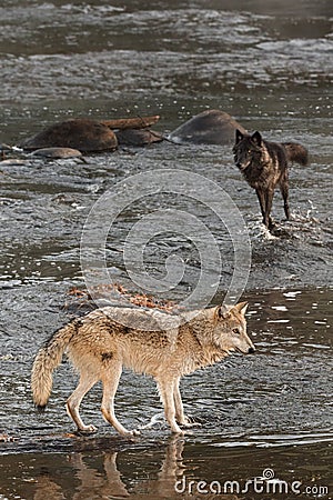 Two Grey Wolves Canis lupus in River Autumn Stock Photo