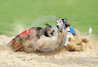 Two greyhound dogs in the finish Stock Photo