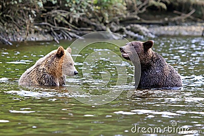 Two Grizzlys Stock Photo