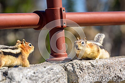 Two ground squirrels facing each other on rocks. Golden-mantled Ground Squirrel Stock Photo