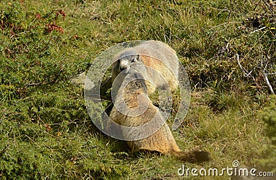 Two Groundhogs playing with each other on green Grass Stock Photo