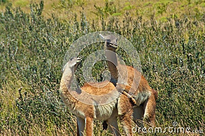 Two guanacos mating at Torres del Paine National Park in Chile Stock Photo