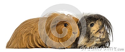 Two Guinea Pigs - Cavia porcellus, lying Stock Photo