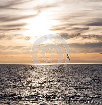Two Gulls against evening sunset sky Pacific Ocean Stock Photo