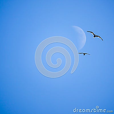 Two gulls fly in front of crescent / half moon Stock Photo