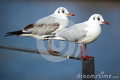 Two gulls perched Stock Photo