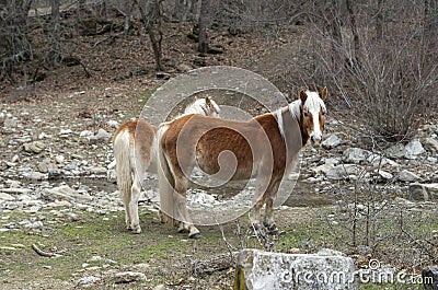 Two Haflinger horses in meadow close up Stock Photo