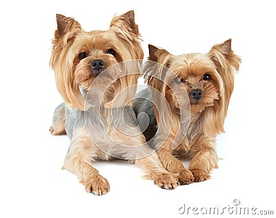 Two haircut dogs Stock Photo