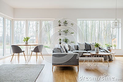 Two hairpin tables with fresh tulips standing in bright living room interior with potted plants, windows, corner couch and carpet Stock Photo