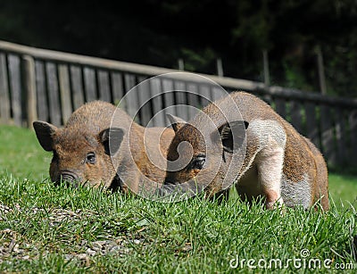 Two hairy pigs lying in the grass Stock Photo