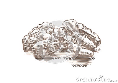 Two halves of walnut Vector Illustration