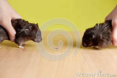 Two hamsters of different genders, a boy and a girl on a yellow background, go to each other, the concept: love Stock Photo