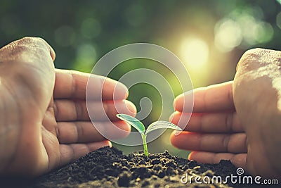 two hand protection caring tree Stock Photo