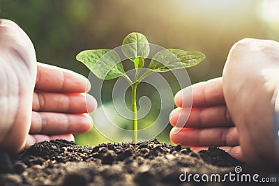 two hand protection caring tree Stock Photo