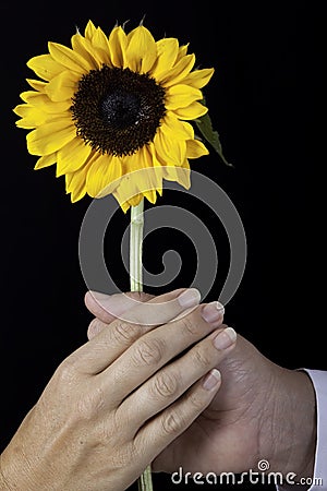 Two hands holding a yellow sunflower Stock Photo