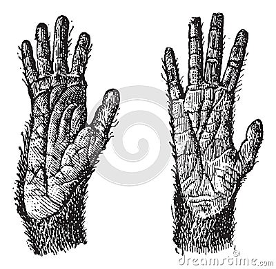 Two hands of Quadrumana primates vintage engraving Vector Illustration