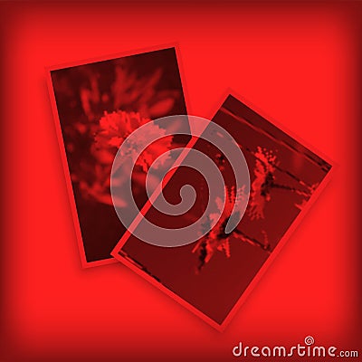 Two hanging photos in red light. Darkroom laboratory for photography Vector Illustration