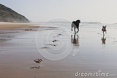 two happy dogs having fun at the beach. Running by the sea shore with reflection on the water at sunset. Cute small dog, black Stock Photo