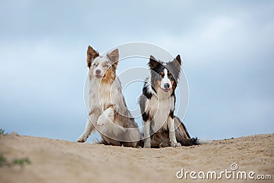 Two happy dogs hugging together for a walk. Pets in nature. border collie in the field against the sky Stock Photo